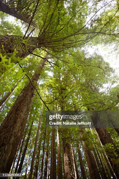Trees Otway Ranges Otway Ranges Photos and Premium High Res Pictures - Getty Images