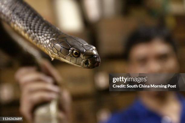 Chinese Racing Snake 18 Eastern Racer Snake Stock Photos, High-Res Pictures, and Images ...