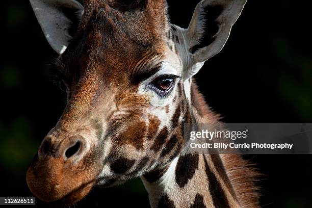 giraffe - giraffe stock pictures, royalty-free photos & images