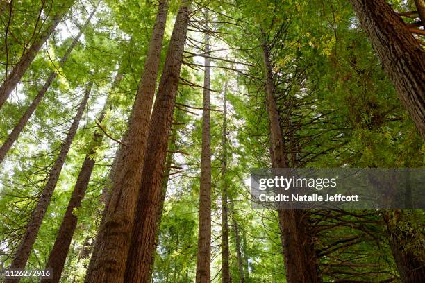 Trees Otway Ranges 337 Otway Ranges Stock Photos, High-Res Pictures, and Images - Getty Images