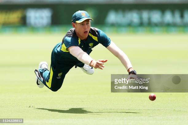 Marnus Labuschagne fields during an Australian fielding session at Manuka Oval on January 31, 2019 in Canberra, Australia.