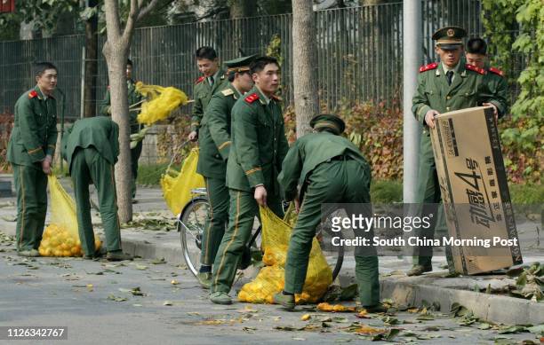 Chinese Military Police who guard the Embassy in the Jianguomenwai District of Beijing, China, collect Persimmon fruit while off-duty from trees...