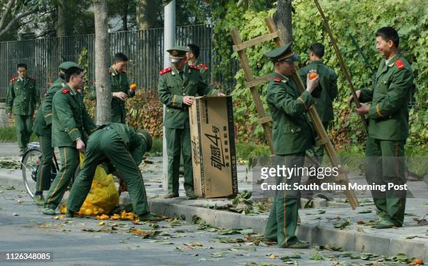 Chinese Military Police who guard the Embassy in the Jianguomenwai District of Beijing, China, collect Persimmon fruit while off-duty from trees...