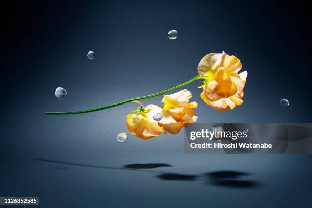 flower and water-drops in the zero-gravity space - zero gravity imagens e fotografias de stock