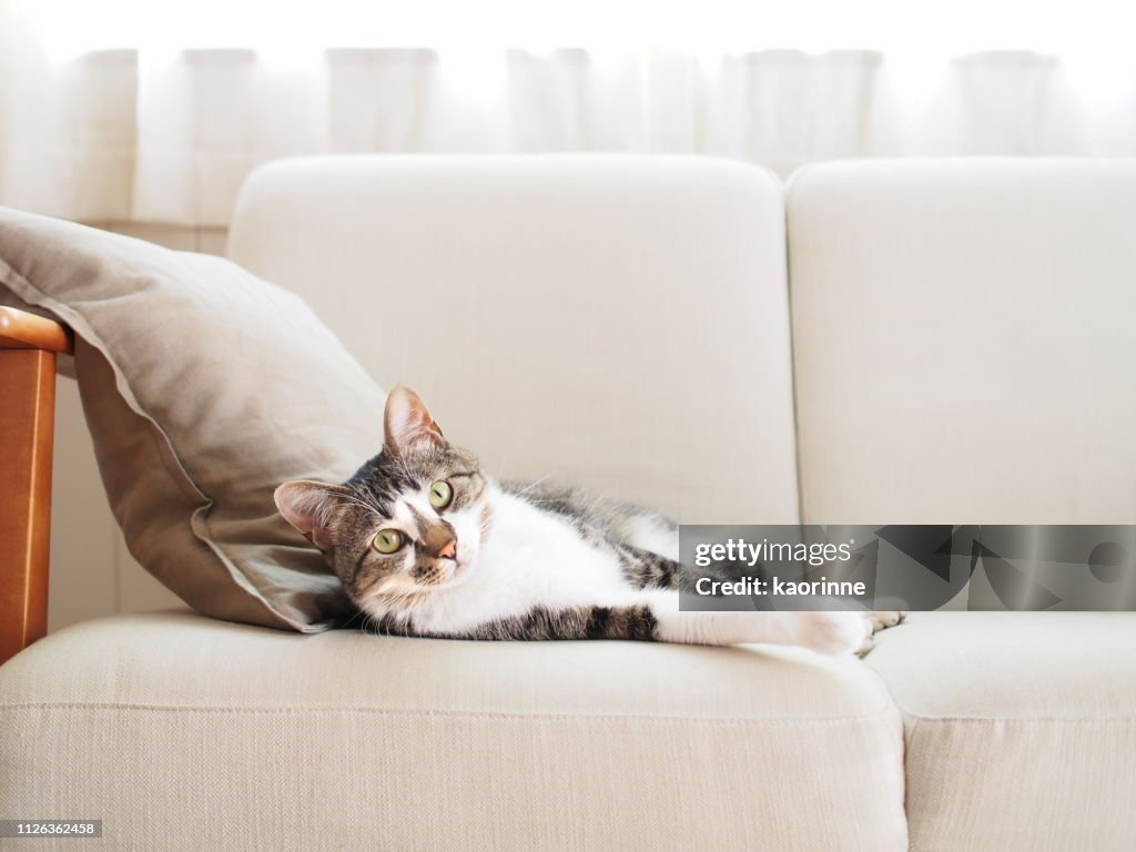 Cat on a sofa