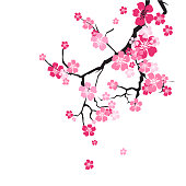 Cherry Blossom Background Sakura Flowers Pink On Branch