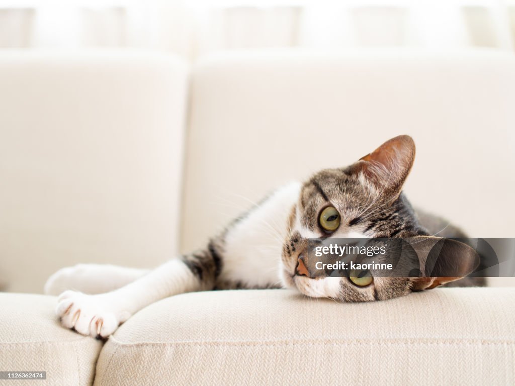 Cat on a sofa