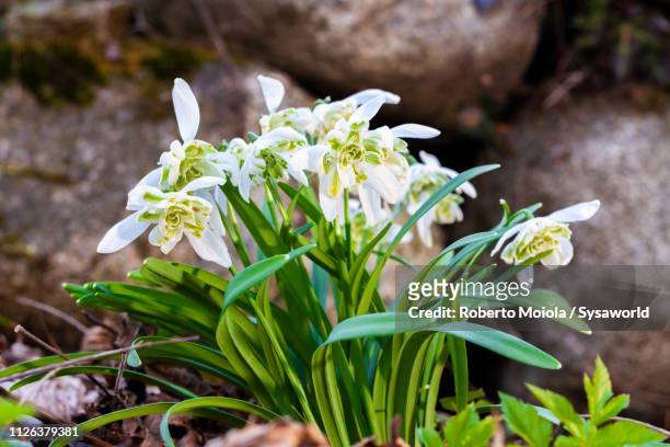 galanthus nivalis, lombardy, italy - bucaneve stock-fotos und bilder