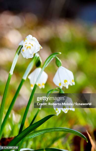 galanthus nivalis, lombardy, italy - bucaneve stock-fotos und bilder