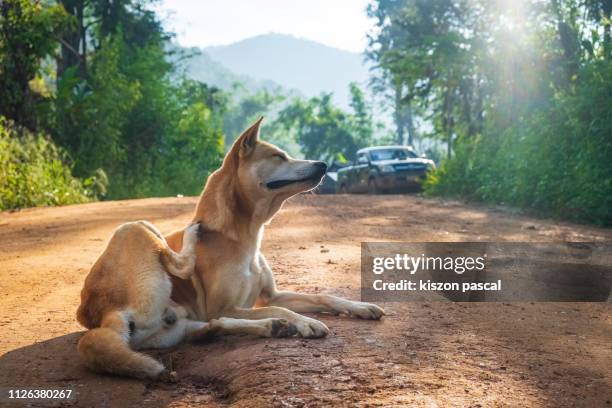 stray dog resting on the street of a village in thailand . asia - asia village river bildbanksfoton och bilder