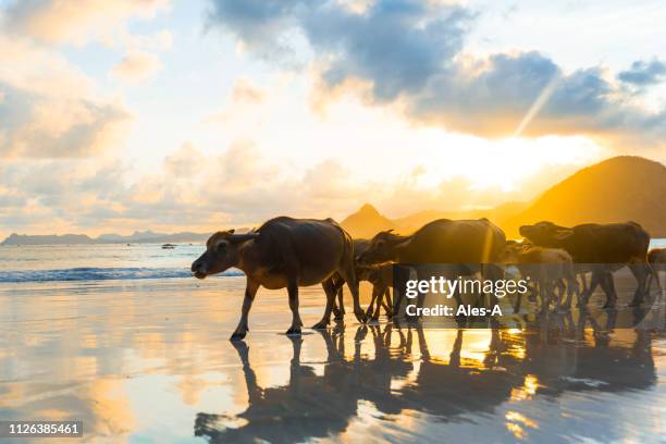 wasserbüffel am strand bei sonnenuntergang - sandales stock-fotos und bilder