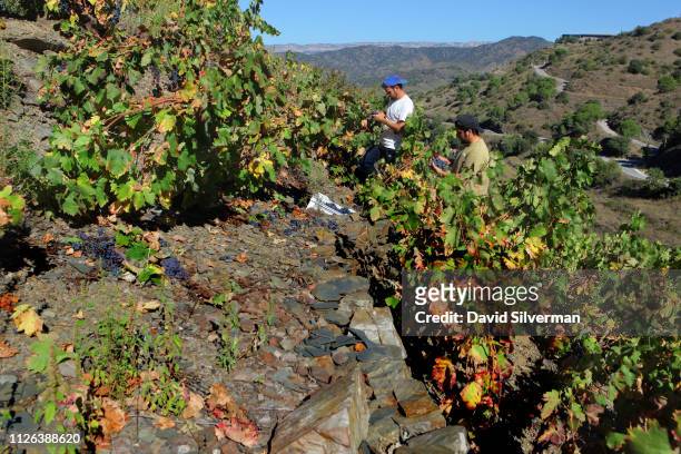 Spanish workers harvest old-vine Carignan grapes in the steep, terraced vineyards which cover the black slate and quartz hills of the Priorat DOQ...