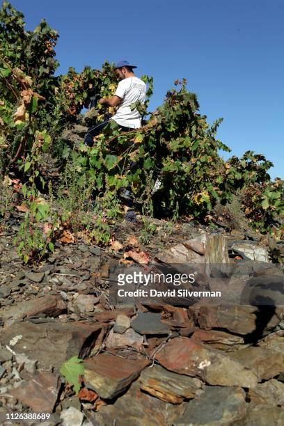 Spanish worker harvests old-vine Carignan grapes in the steep, terraced vineyards which cover the black slate and quartz hills of the Priorat DOQ...