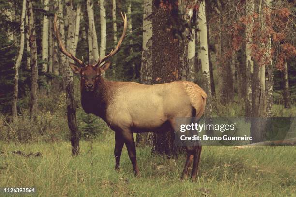 elk standing by tree in forest - one animal stock pictures, royalty-free photos & images