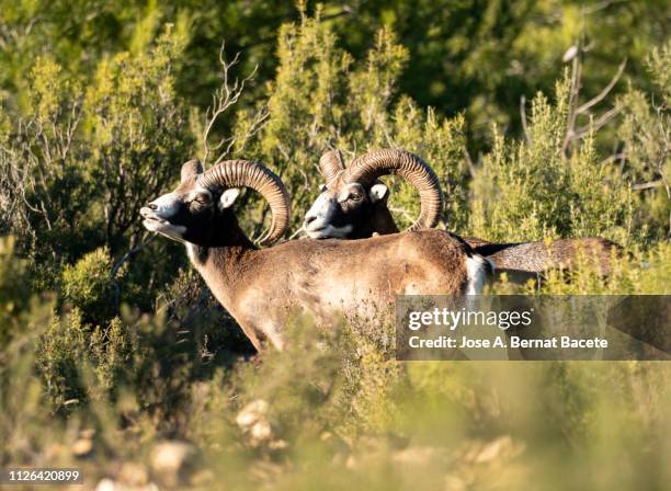 Muflong 40 Muflon Stock Photos, High-Res Pictures, and Images - Getty Images