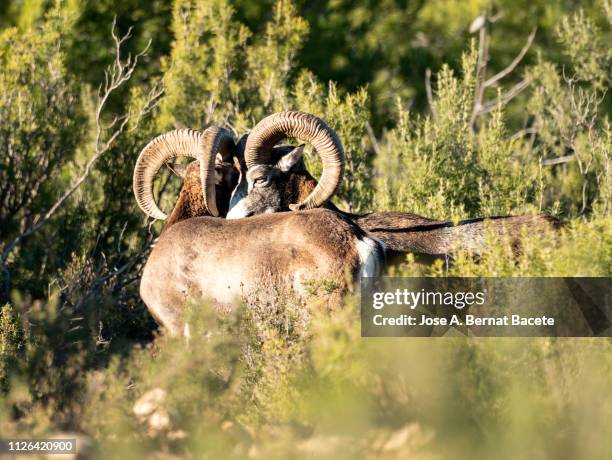 Muflong 40 Muflon Stock Photos, High-Res Pictures, and Images - Getty Images