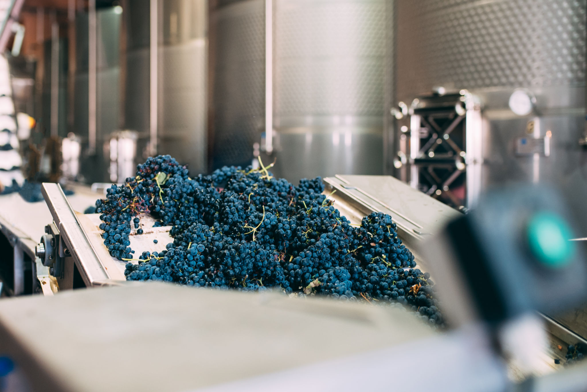 winemaking process