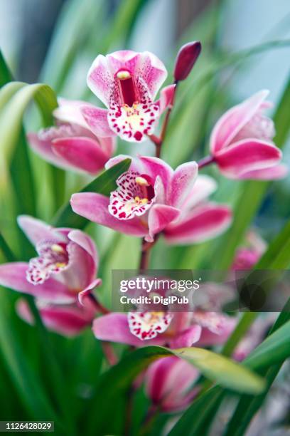 boat orchids (cymbidium) - orchids of asia - fotografias e filmes do acervo