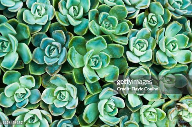 succulents - jugoso fotografías e imágenes de stock