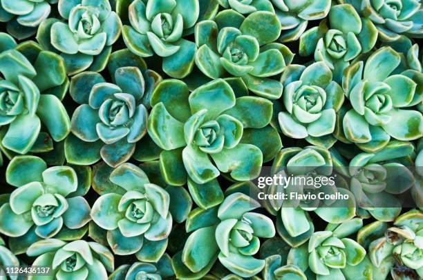 succulents - succulent plant imagens e fotografias de stock