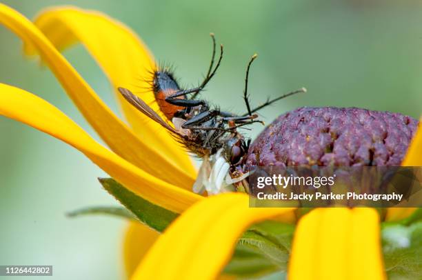 close-up image of the white crab spider (misumena vatia) ambushing a garden fly on a yellow summer flowering coneflower or black-eyed susan flower - white eyed spider stockfoto's en -beelden