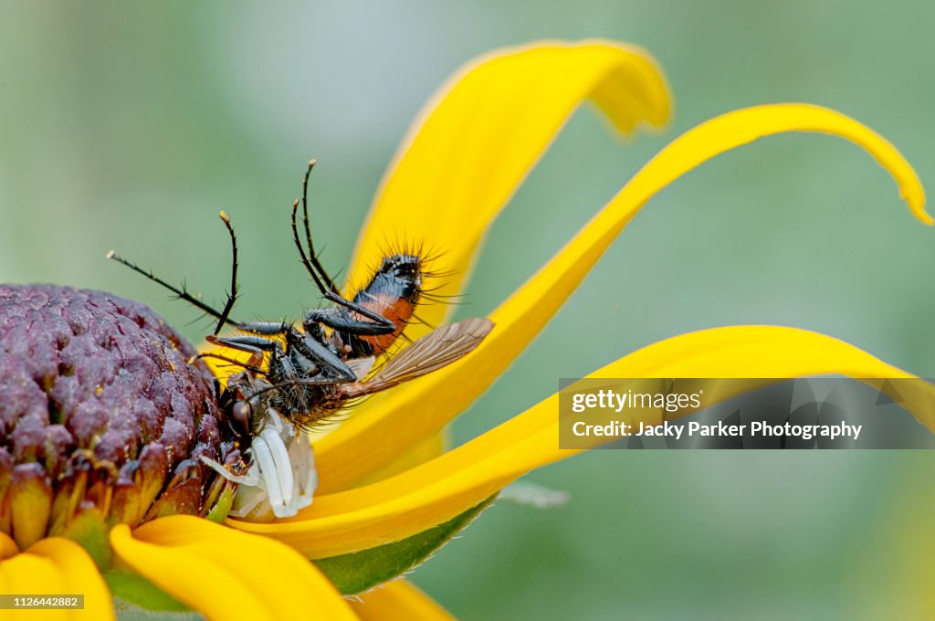 Close-up image of the white crab spider (Misumena vatia) ambushing a garden fly on a yellow summer flowering coneflower or Black-eyed Susan flower