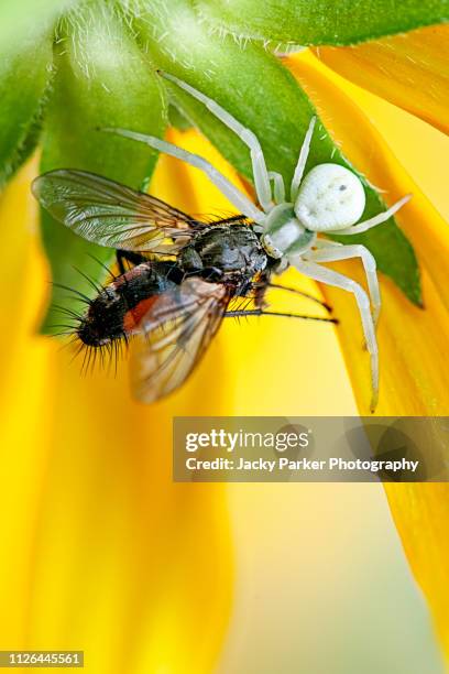 close-up image of the white crab spider (misumena vatia) ambushing a garden fly on a yellow summer flowering coneflower or black-eyed susan flower - white eyed spider stockfoto's en -beelden