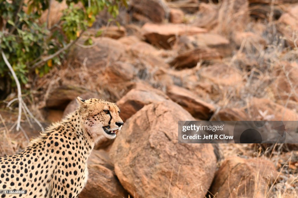 Wild cheetah sitting in the rocks