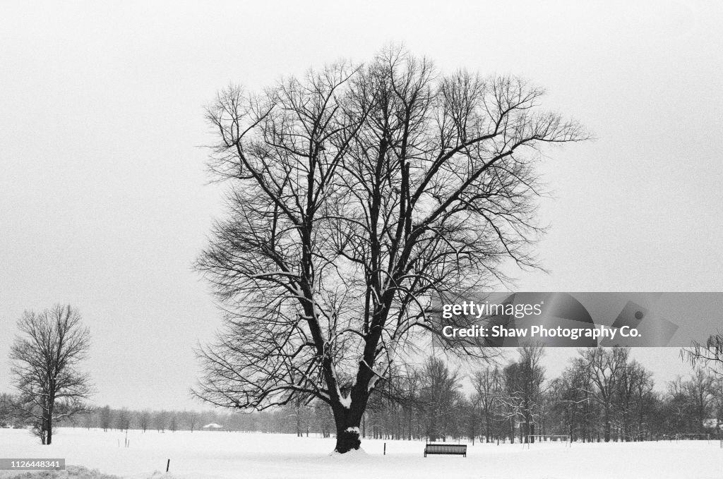 Winter tree and bench in delaware park Buffalo New York