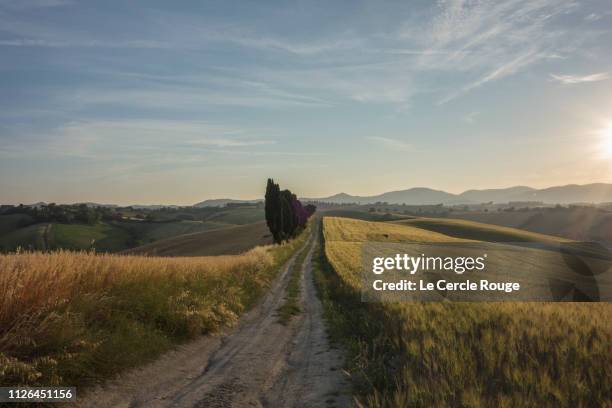 road in wheat fields in tuscany - 聖米尼亞多 個照片及圖片檔