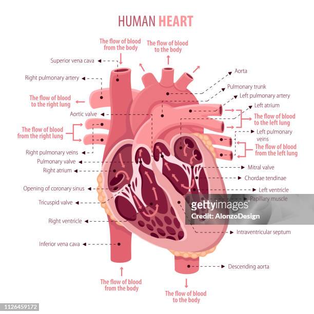 anatony des menschlichen herzens - aorta diagram stock-grafiken, -clipart, -cartoons und -symbole