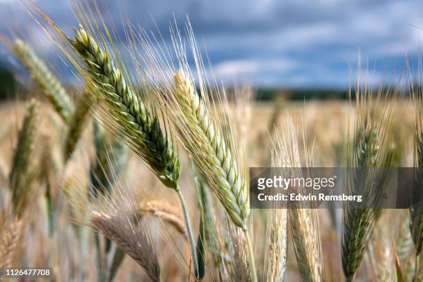 close up of wheat - grain field stock-fotos und bilder