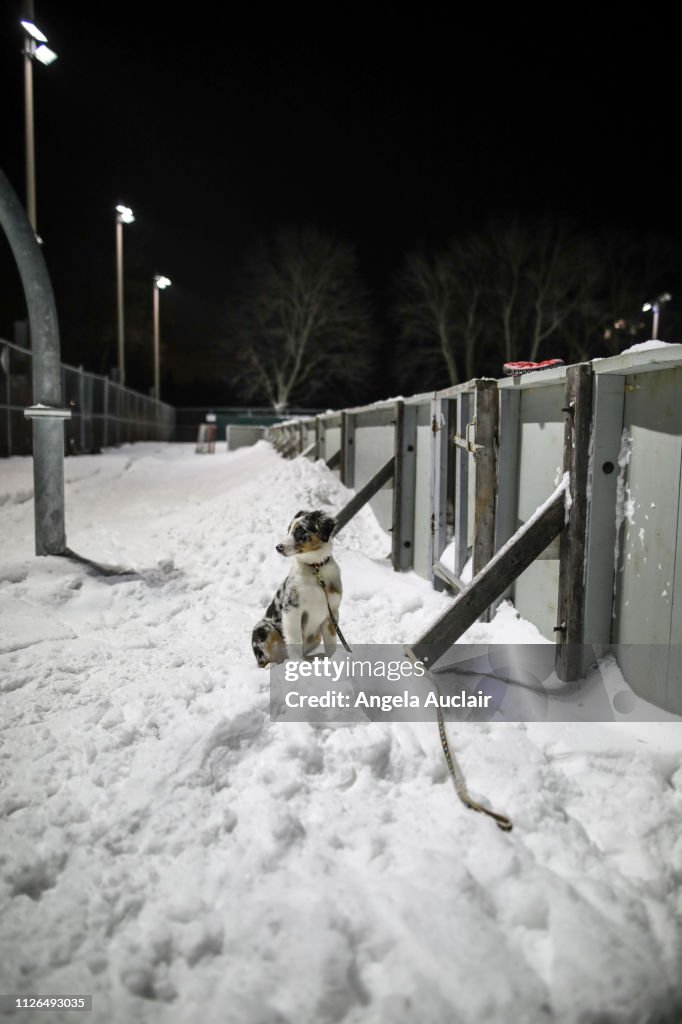 Blue Merle Australian Shepherd Puppy at Winter Ice Rink