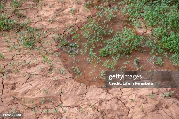 water flooding alfalfa field - alfalfa field stock-fotos und bilder