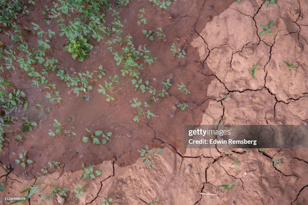 Water replenishing alfalfa field
