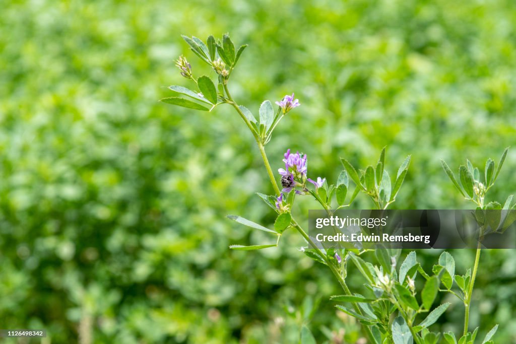 Alfalfa