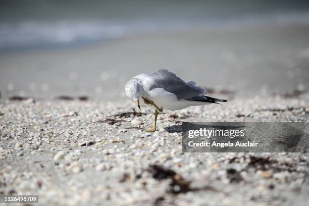 group of royal terns on a sanibel island beach - red_tide stock pictures, royalty-free photos & images