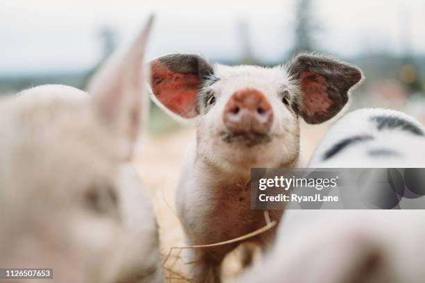 niedliche baby schweine hautnah am bio-bauernhof - ferkel stock-fotos und bilder