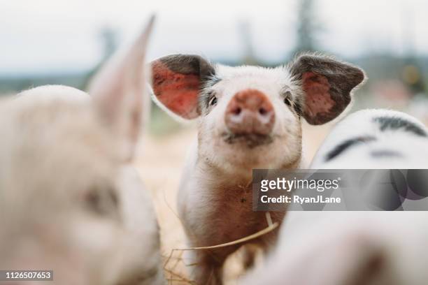 cute baby pigs close up at organic farm - porco imagens e fotografias de stock