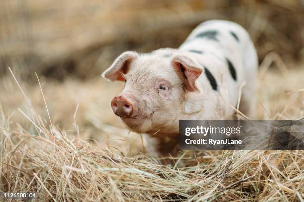 schattige baby varken sluiten op biologische boerderij - varkenshok stockfoto's en -beelden