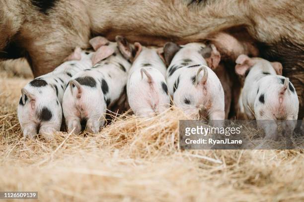 niedliche baby-schweine, die pflege von sau am bio-bauernhof - pig snout stock-fotos und bilder