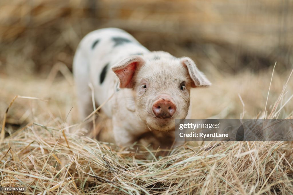 Niedliche Baby Schwein schließen am Bio-Bauernhof