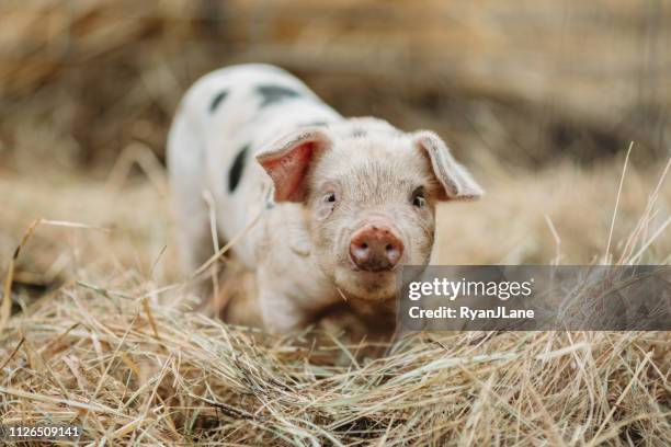 schattige baby varken sluiten op biologische boerderij - oregon amerikaanse staat stockfoto's en -beelden