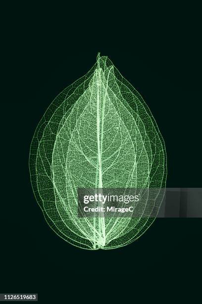 green toned multi-layered leaf vein skeleton - bladnerf stockfoto's en -beelden