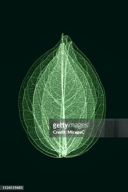 green toned multi-layered leaf vein skeleton - coloured light patterns in a studio environment stock pictures, royalty-free photos & images