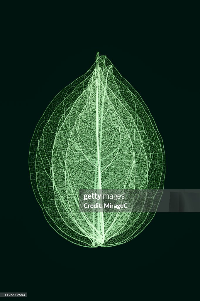 Green Toned Multi-layered Leaf Vein Skeleton