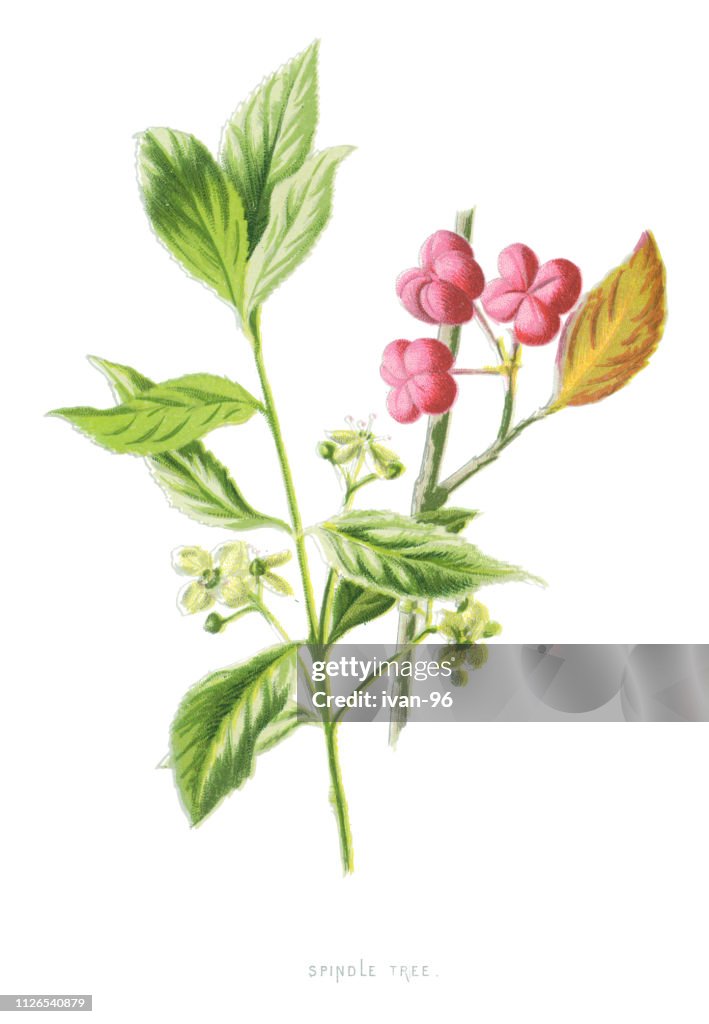 Spindle tree