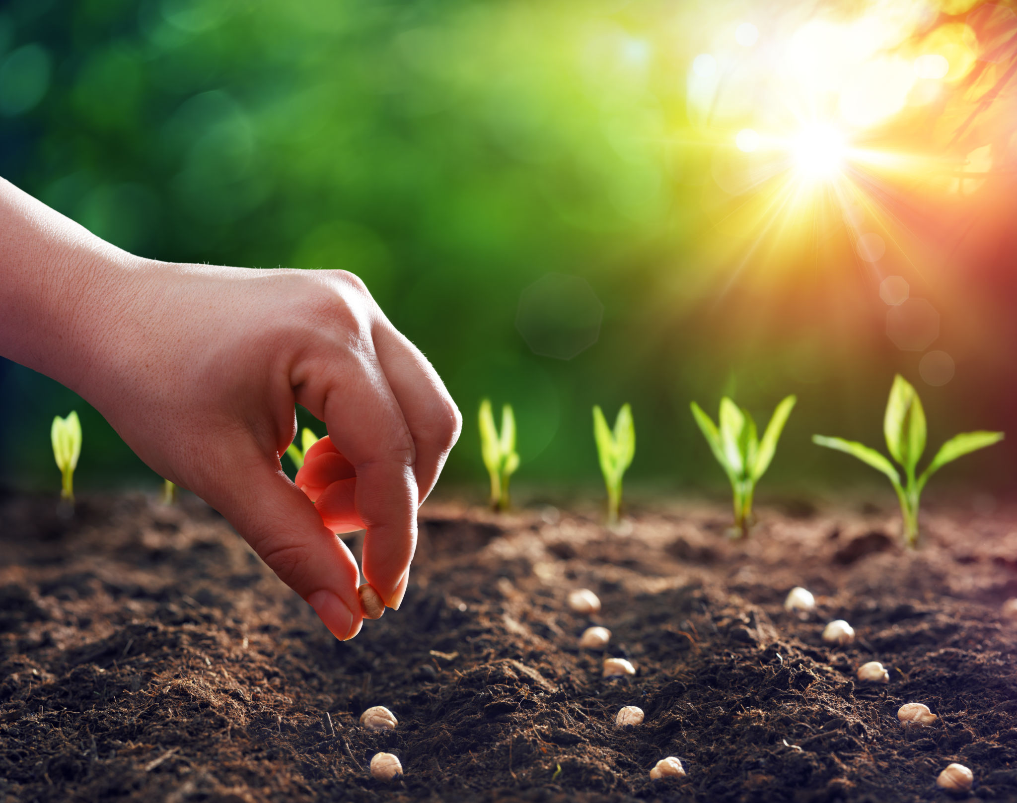 planting seeds