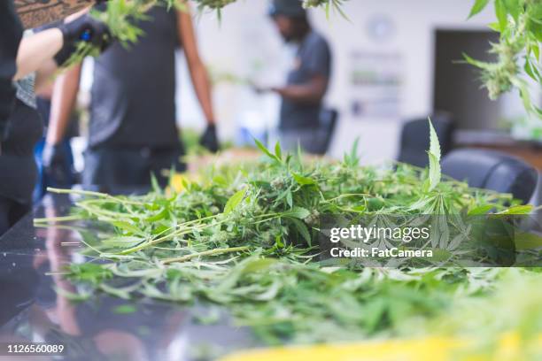 cannabis plants being pruned in a grow facility - estufa estrutura feita pelo homem imagens e fotografias de stock