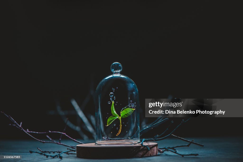 Green plant under a glass dome surrounded by lifeless tree branches. Preserving precious things and waiting for spring concept. Botanical still life